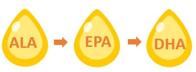 Conversion process of ALA to EPA then to finally DHA