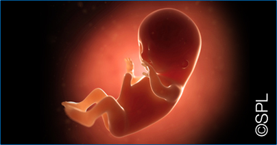 Pregnancy stages: Month 3 | Enfagrow A+ Malaysia
 Fetal Development Month 3