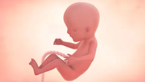 Your growing baby’s development in week 14
